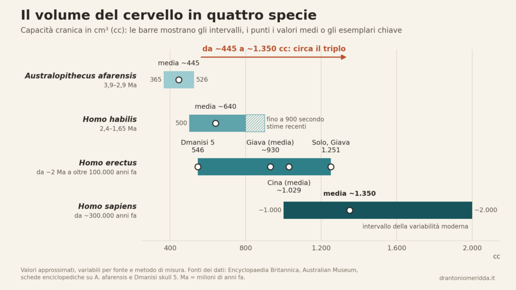 Grafico a barre con gli intervalli del volume cranico di Australopithecus afarensis (365-526 cc), Homo habilis (500-800), Homo erectus (546-1.251) e Homo sapiens (media 1.350).